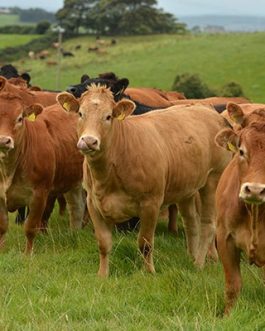 Buy LIMOUSIN CATTLE online